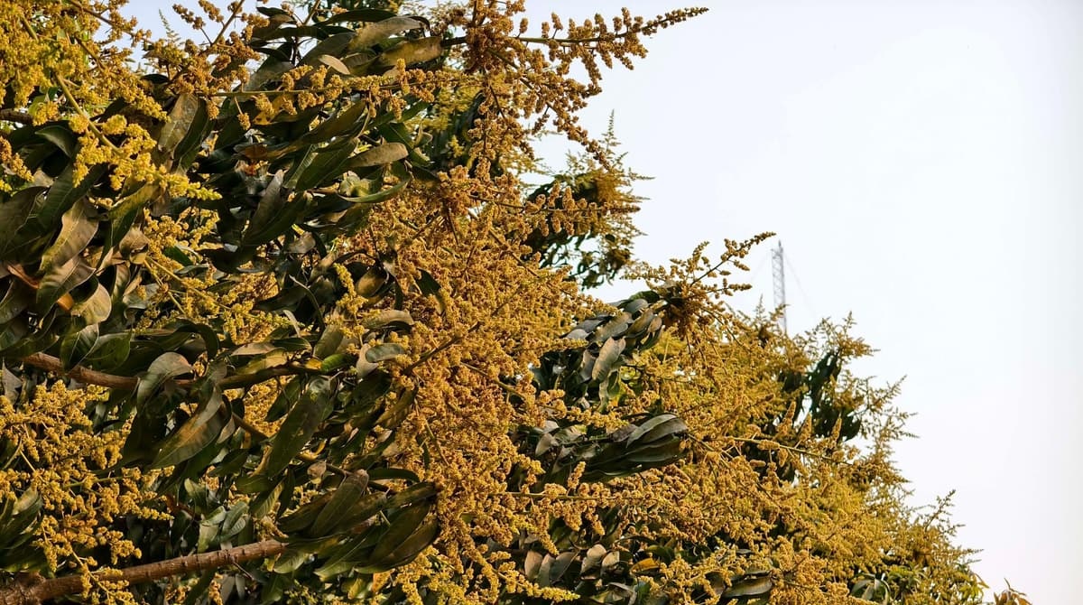 আমের মুকুলে সেজেছে জাবি, মৌমাছির গুনগুন