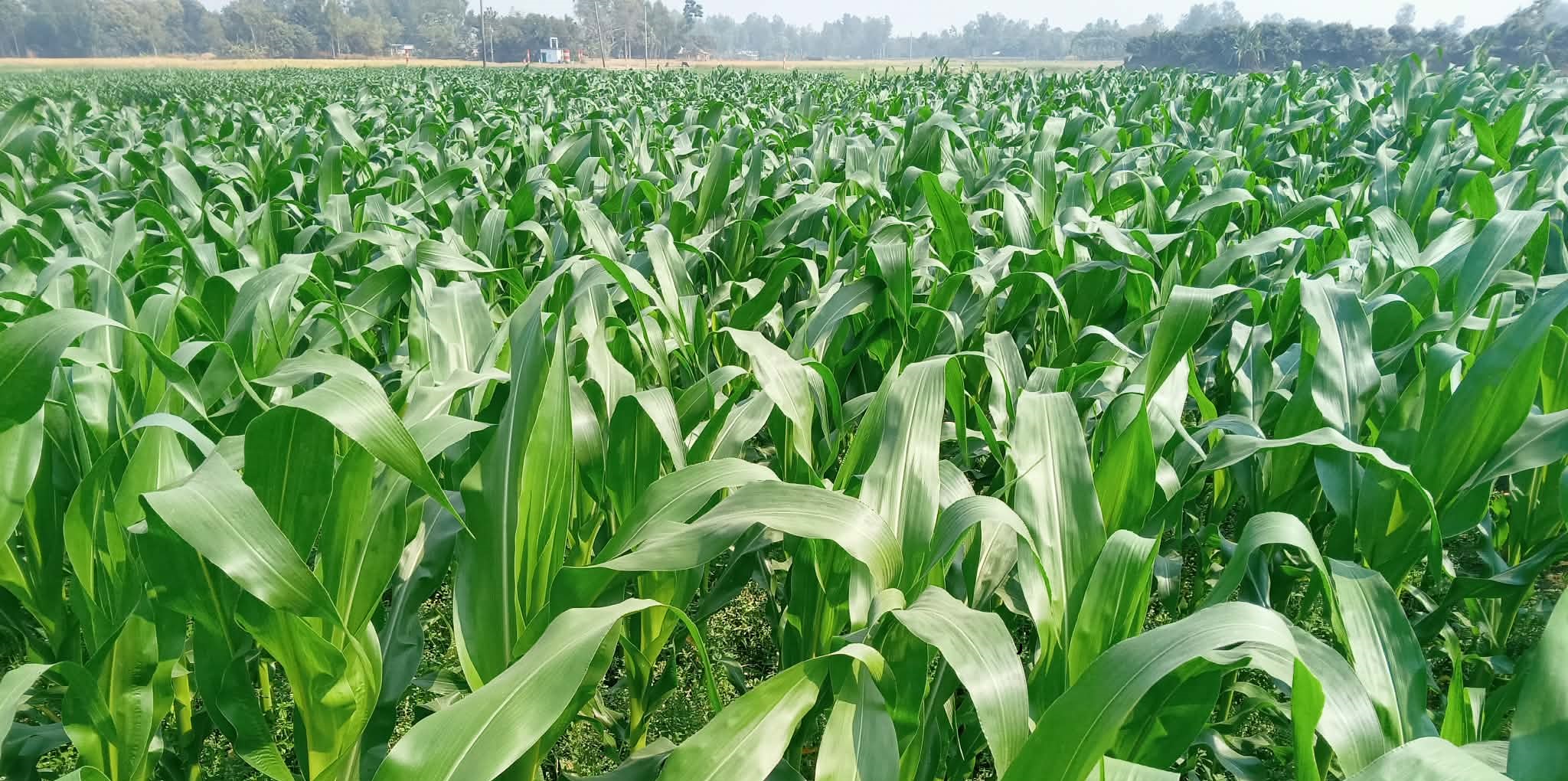 আত্রাইয়ে ভুট্টা চাষে ব্যাপক বিস্তার, বাম্পার ফলনের আশায় কৃষকরা