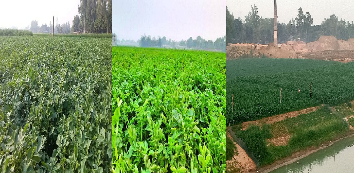 আত্রাই নদীর দুই তীরে গড়ে উঠেছে সবুজের সমারোহ