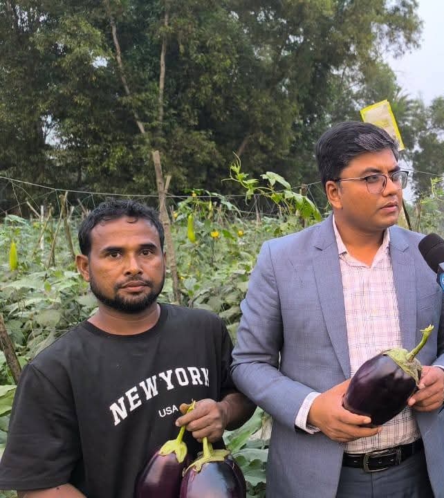 ওমানপ্রবাসী থেকে ক্ষতিগ্রস্ত হয়ে বারি বেগুন-১২ চাষে সফল কৃষক ওসমান