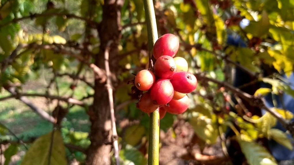 নালিতাবাড়ীতে কফি চাষে আশার আলো দেখাচ্ছেন উদ্যোক্তা সাজ্জাদ হোসেন তুলিপ
