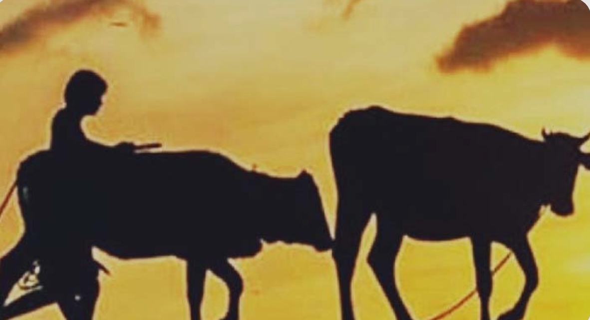 লোহাগড়ায় ফের রাতের আঁধারে গরু চুরি
