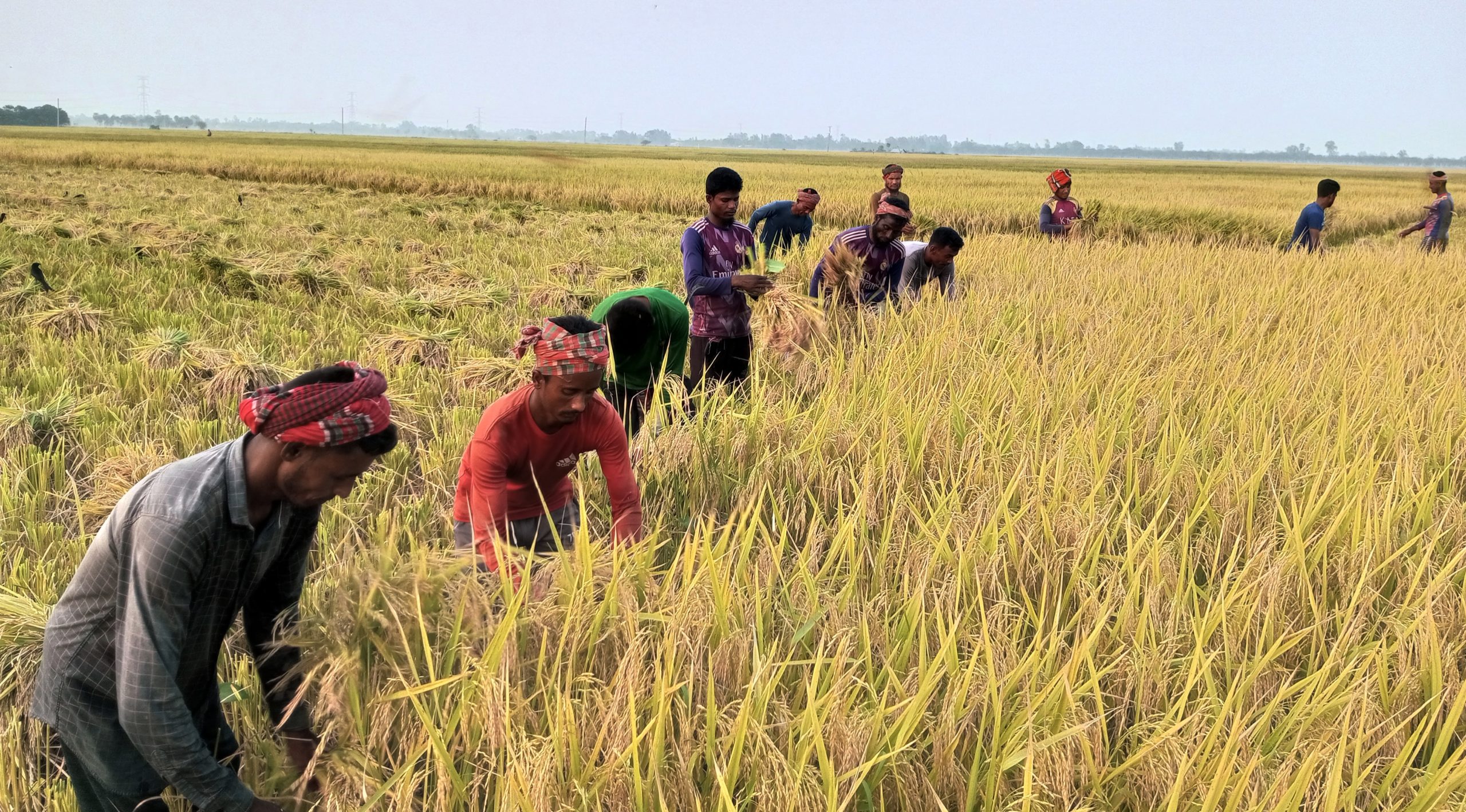 ফলন কম আর ন্যায্যমূল্য না থাকায়; ধান কাটার শুরুতেই লোকসানের মুখে রাণীনগরের কৃষক