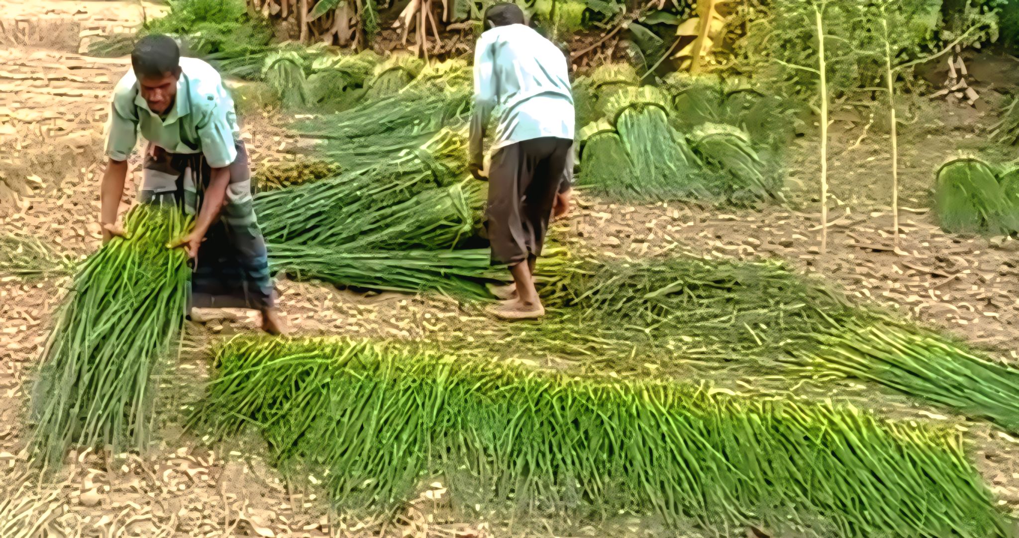 প্লাস্টিক পণ্যের ভিড়ে অস্তিত্ব সংকটে রাণীনগরের ঐতিহ্যবাহী ‘পাতির সপ’