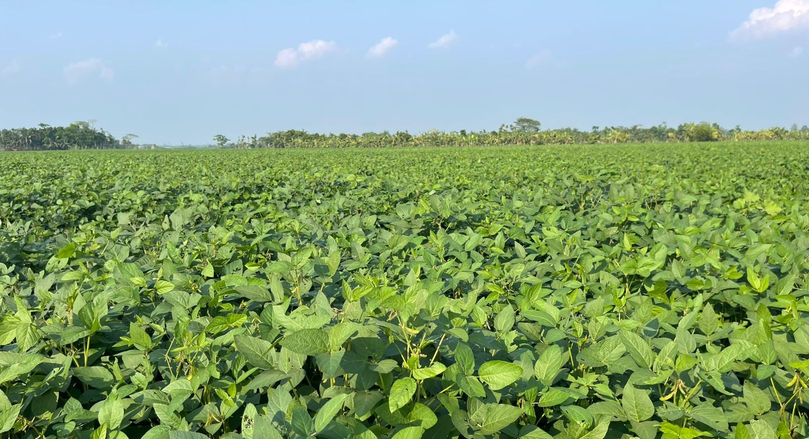 ধান ছেড়ে সয়াবিন চাষে ঝুঁকছেন কৃষক, চালের জোগান নিয়ে শঙ্কা