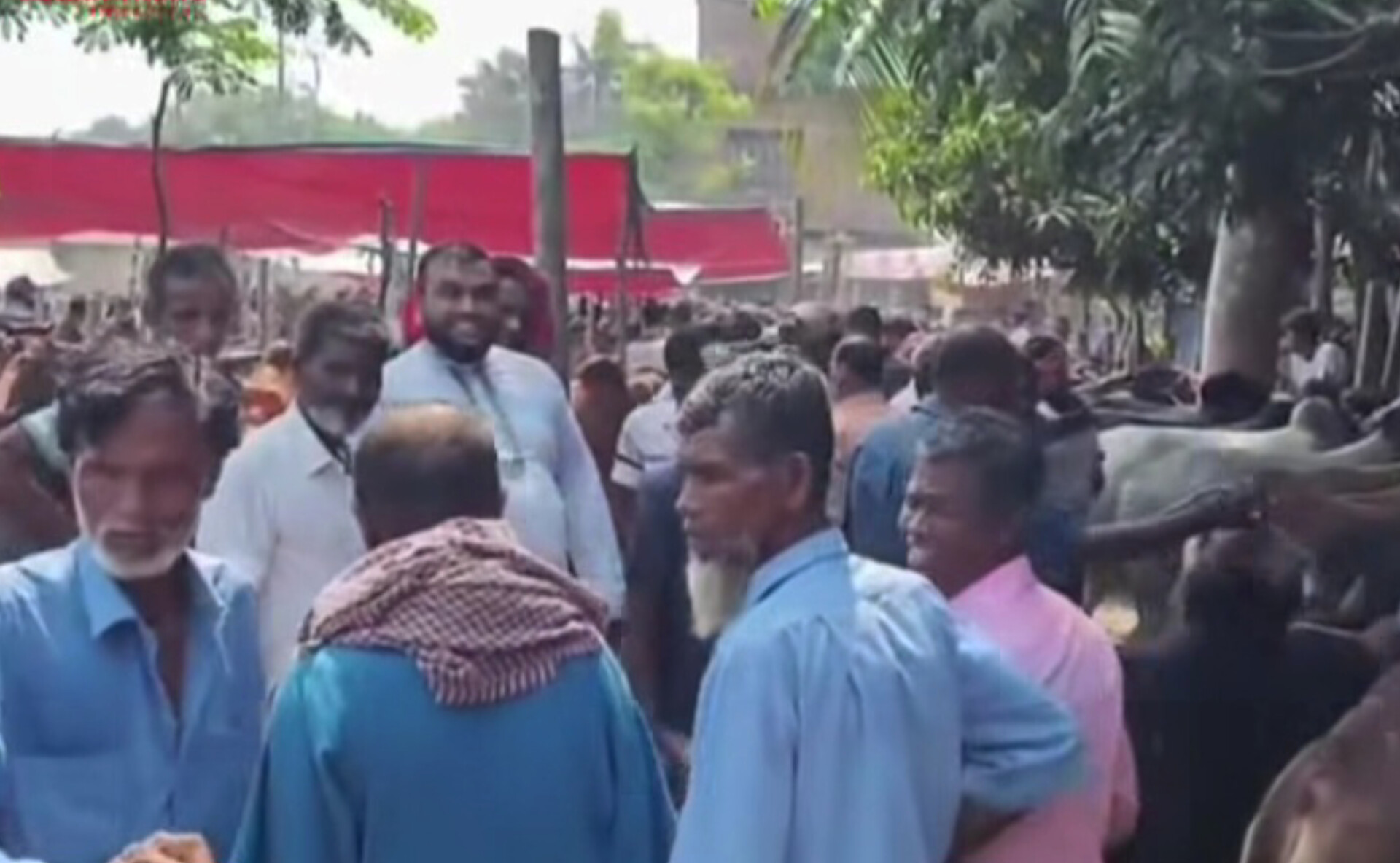 প্রভাবশালীদের নিয়ন্ত্রণে গরুর বাজার, সরকারি কোষাগার বঞ্চিত