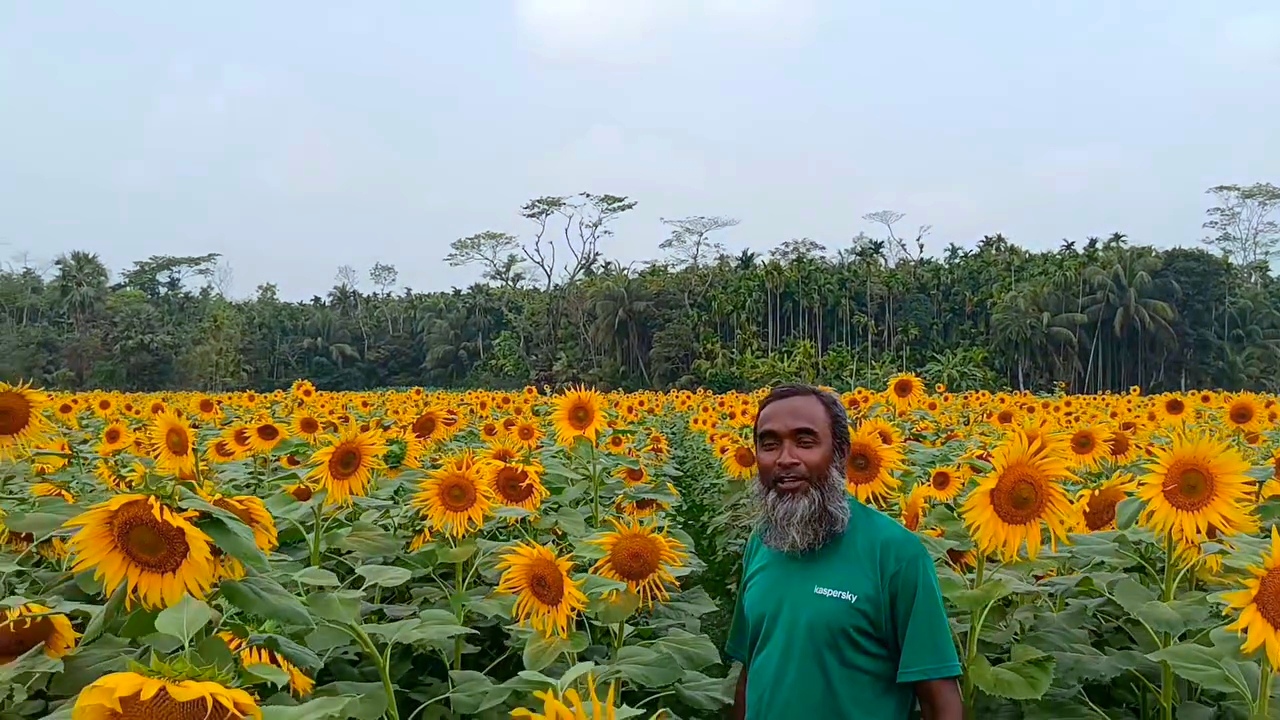 তজুমদ্দিনে সূর্যমুখীর চাষে সম্ভাবনার হাতছানি