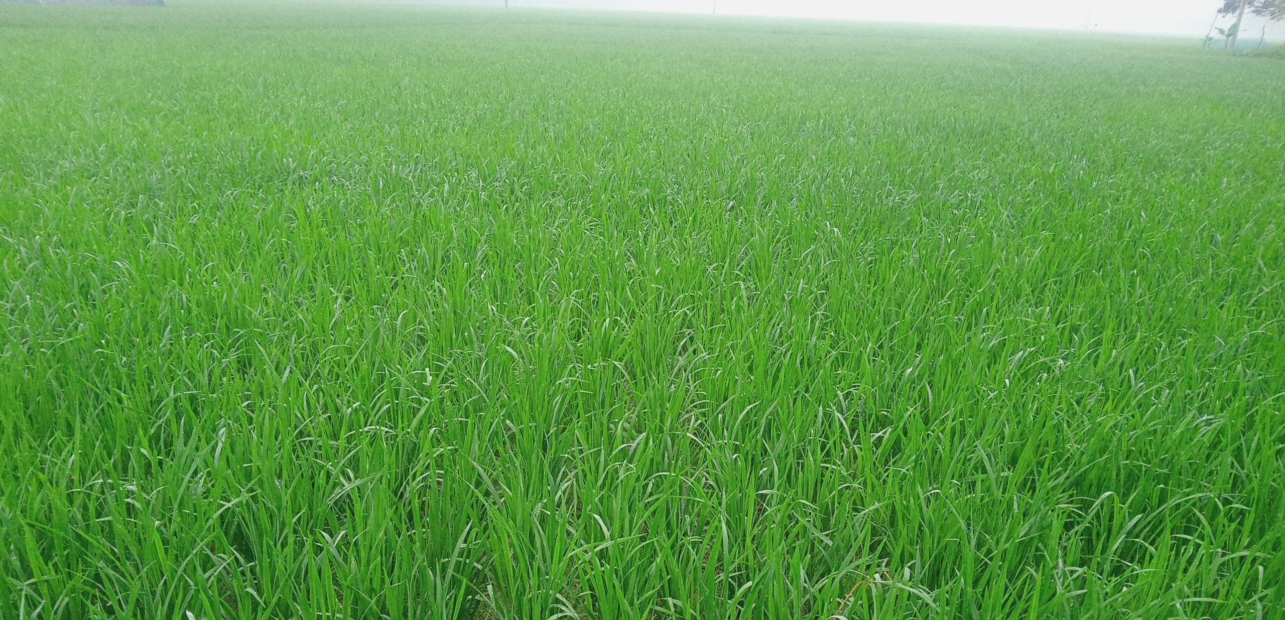আত্রাইয়ে আমন ধানক্ষেত এখন অপরূপ সবুজের সমারোহে ভরপুর