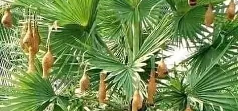 আত্রাইয়ের গ্রামগঞ্জ থেকে হারিয়ে যাচ্ছে শিল্পী পাখি বাবুই