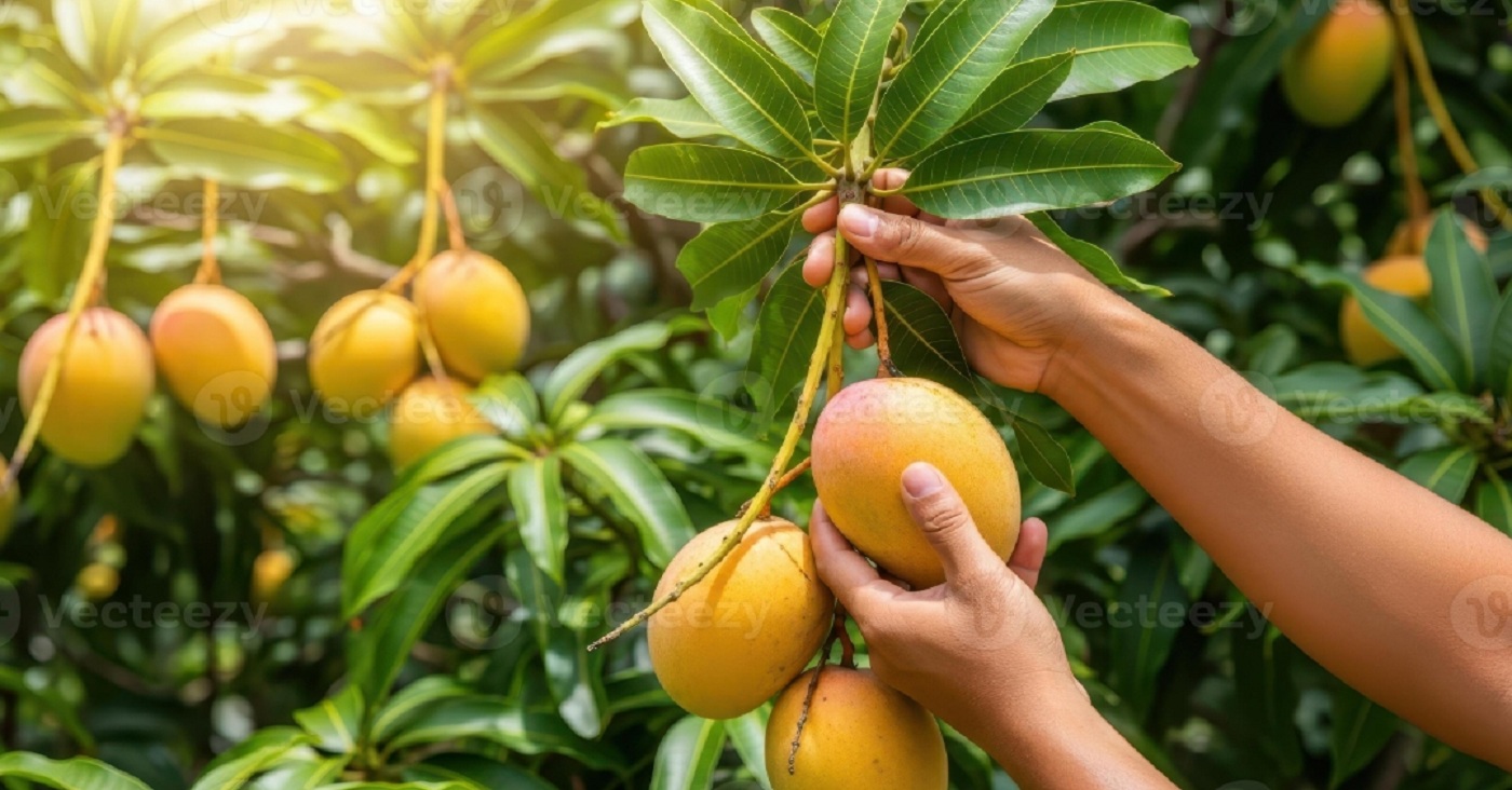 সাতক্ষীরায় আম ক্যালেন্ডার ঘোষণা