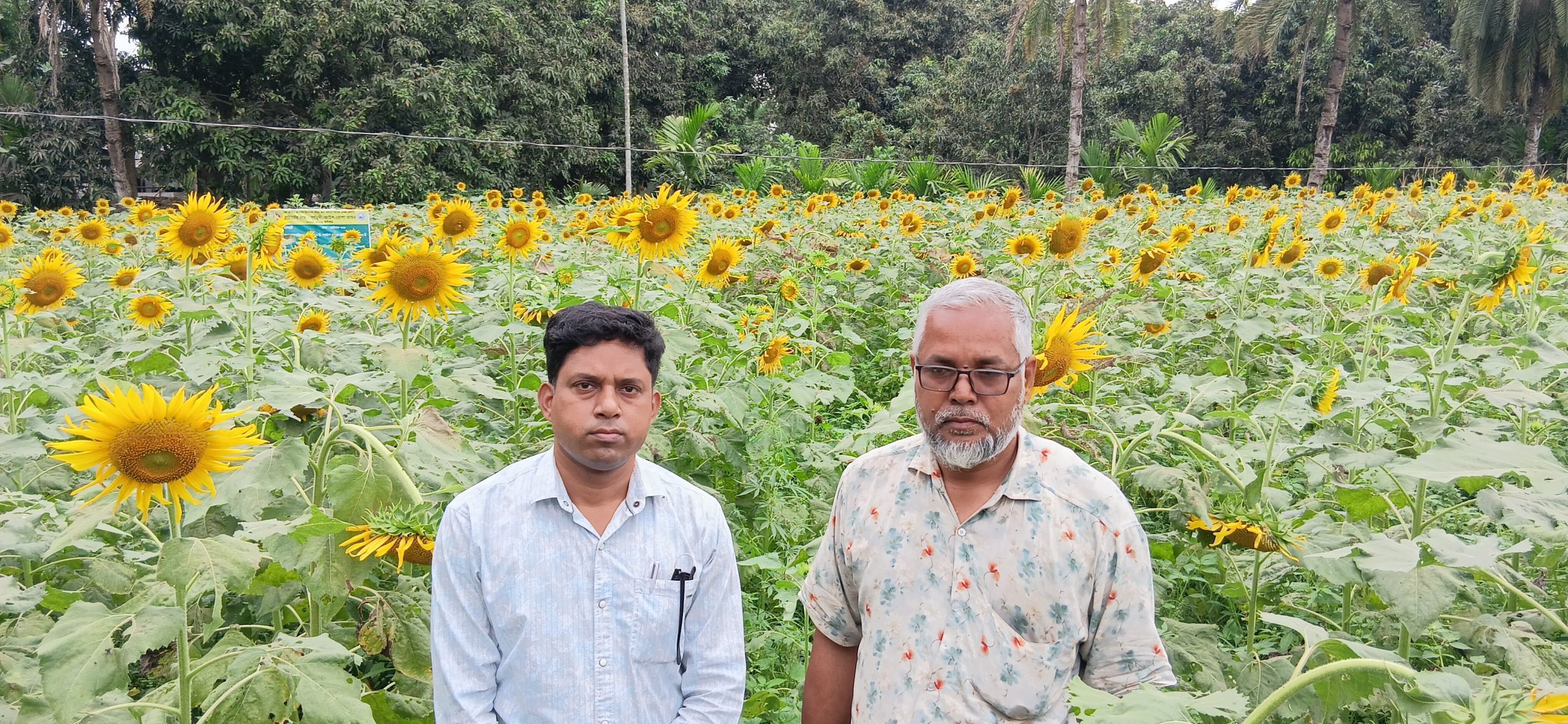 সূর্যমুখী চাষে লাভের স্বপ্ন দেখছেন সিংড়ার জাকির