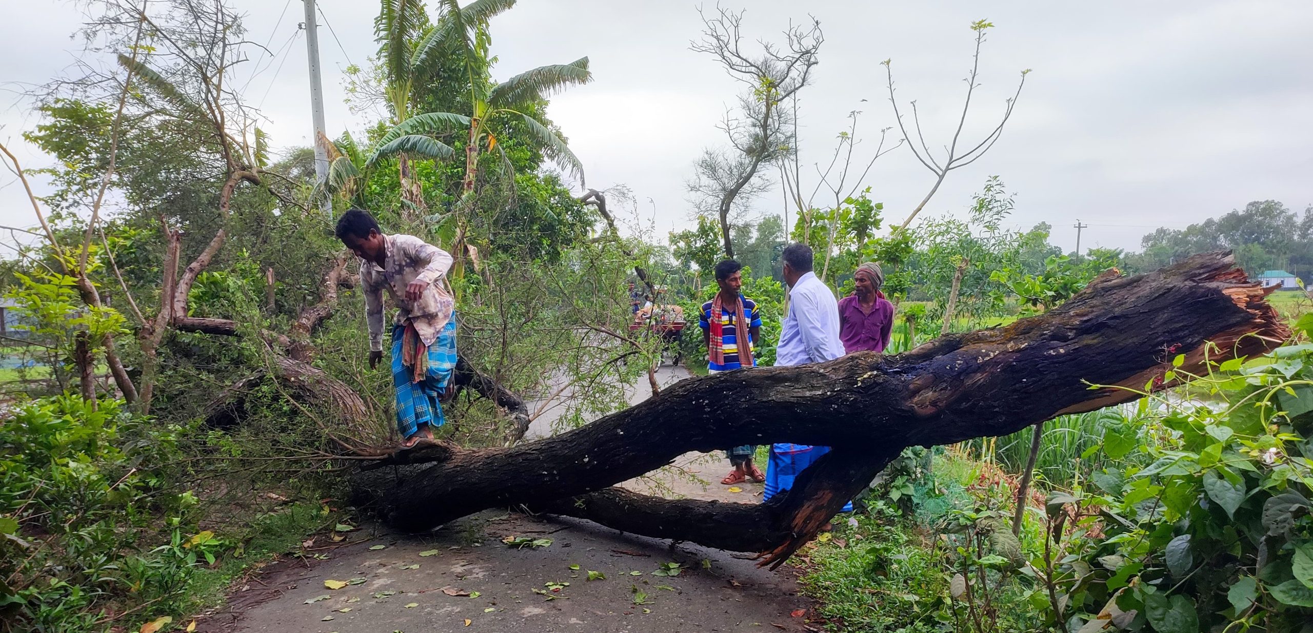 সরিষাবাড়ীতে ঝড়ো বাতাশে বিপর্যস্ত জনজীবন : ১২০ হেক্টর ফসল আক্রান্ত : বন্ধ বিদ্যুৎ সরবরাহ