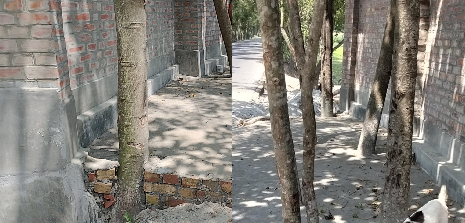 সরকারি সামাজিক বনায়নের গাছের গোড়ায় কংক্রিট ঢালাই, অভিযোগে থানায় এজাহার