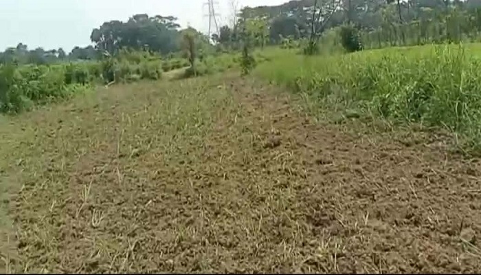 কালীগঞ্জে কৃষকের সাড়ে ৪ বিঘা জমির আখ ক্ষেত চোষে দিল সন্ত্রাসীরা