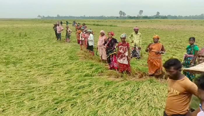 মান্দায় সাত বিঘা জমির ধান জোর করে কেটে নেওয়ার অভিযোগ