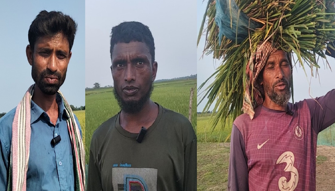 প্রাকৃতিক দুর্যোগের শঙ্কার মাঝেই নেত্রকোণায় বোরো ধান কর্তন, বাম্পার ফলনে কৃষকের স্বস্তি