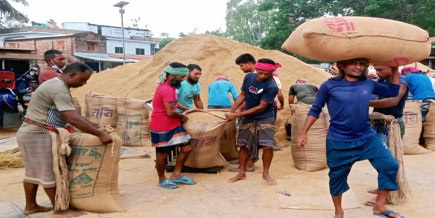 রাণীনগরে ধানের বাজারে ধস; দিশেহারা কৃষকরা