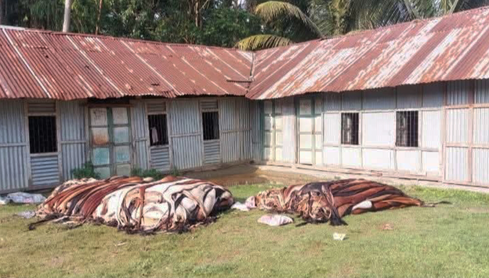 চামড়া বিক্রি তো দূরের কথা, দুর্গন্ধ সামলাতেই হিমশিম মাদ্রাসাগুলো