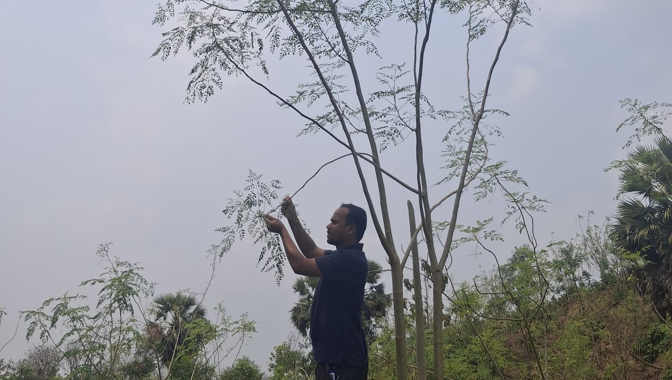 মীরসরাইয়ে সজনে গাছের বাগান, কর্মসংস্থানে নতুন সম্ভাবনা