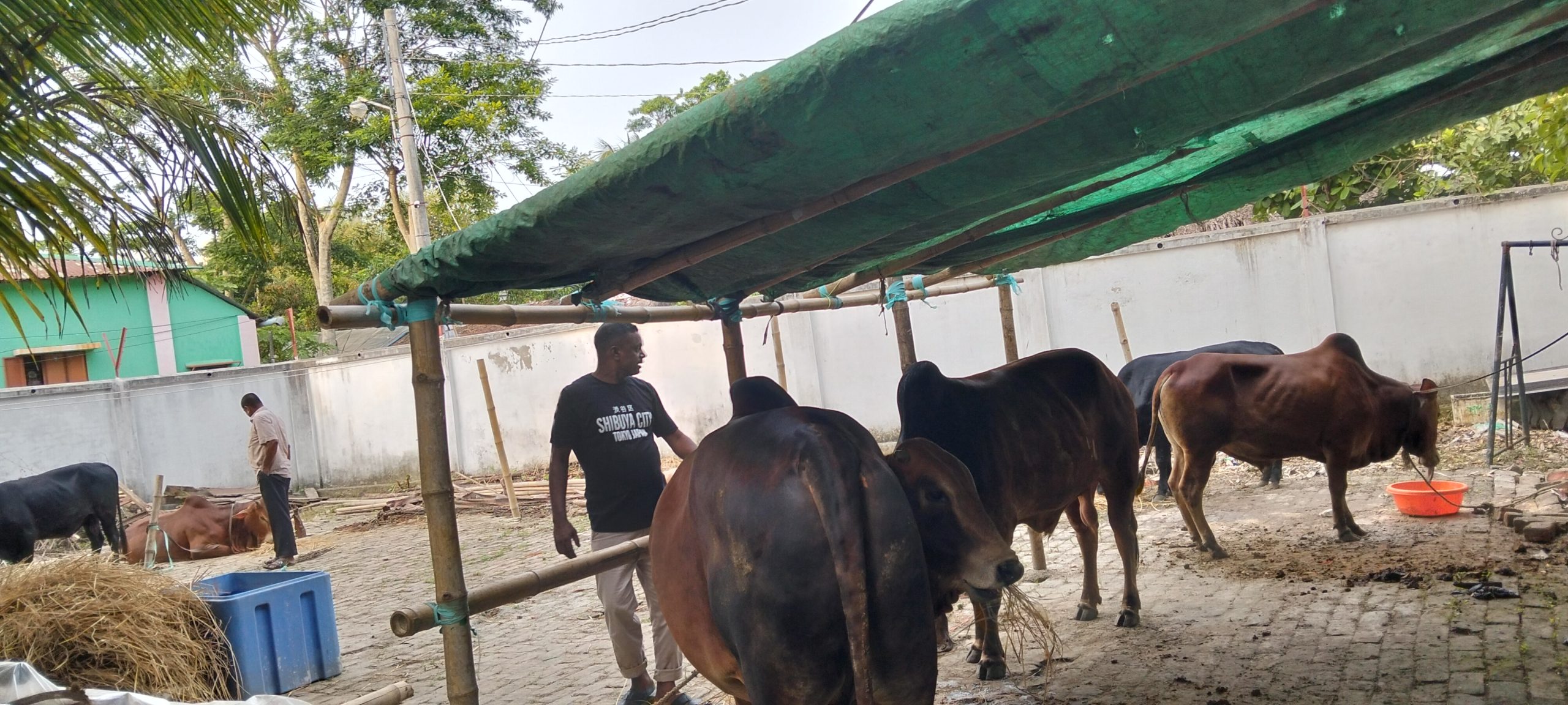 খালেদা জিয়ার রূহের মাগফিরাত কামনায় মোংলায় ৯ গরু কোরবানির ঘোষণা জুলফিকার আলীর