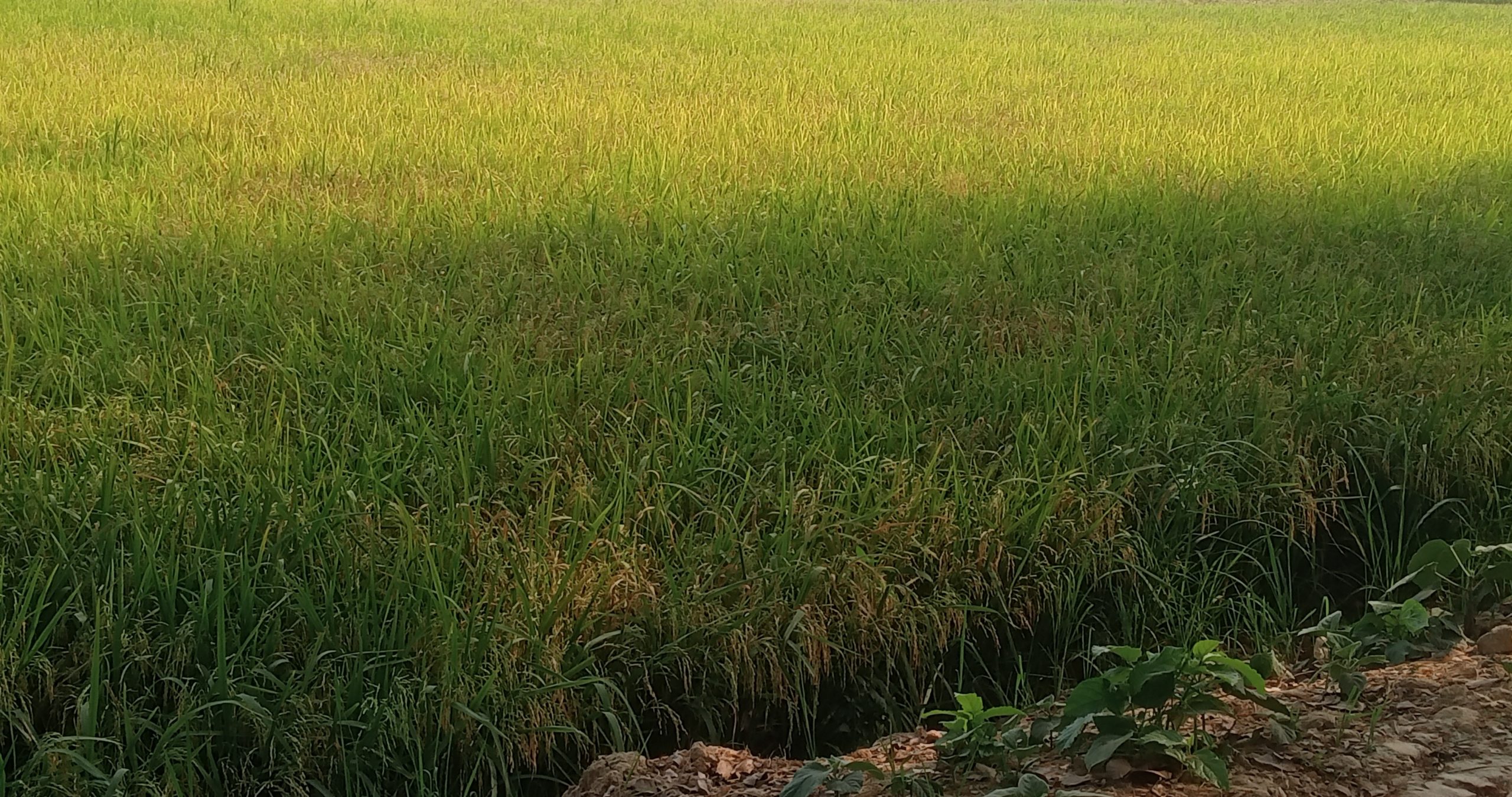 আত্রাইয়ে প্রাকৃতিক দুর্যোগ না হলে বাম্পার ফলনে ভরবে কৃষকদের শূন্য গোলা