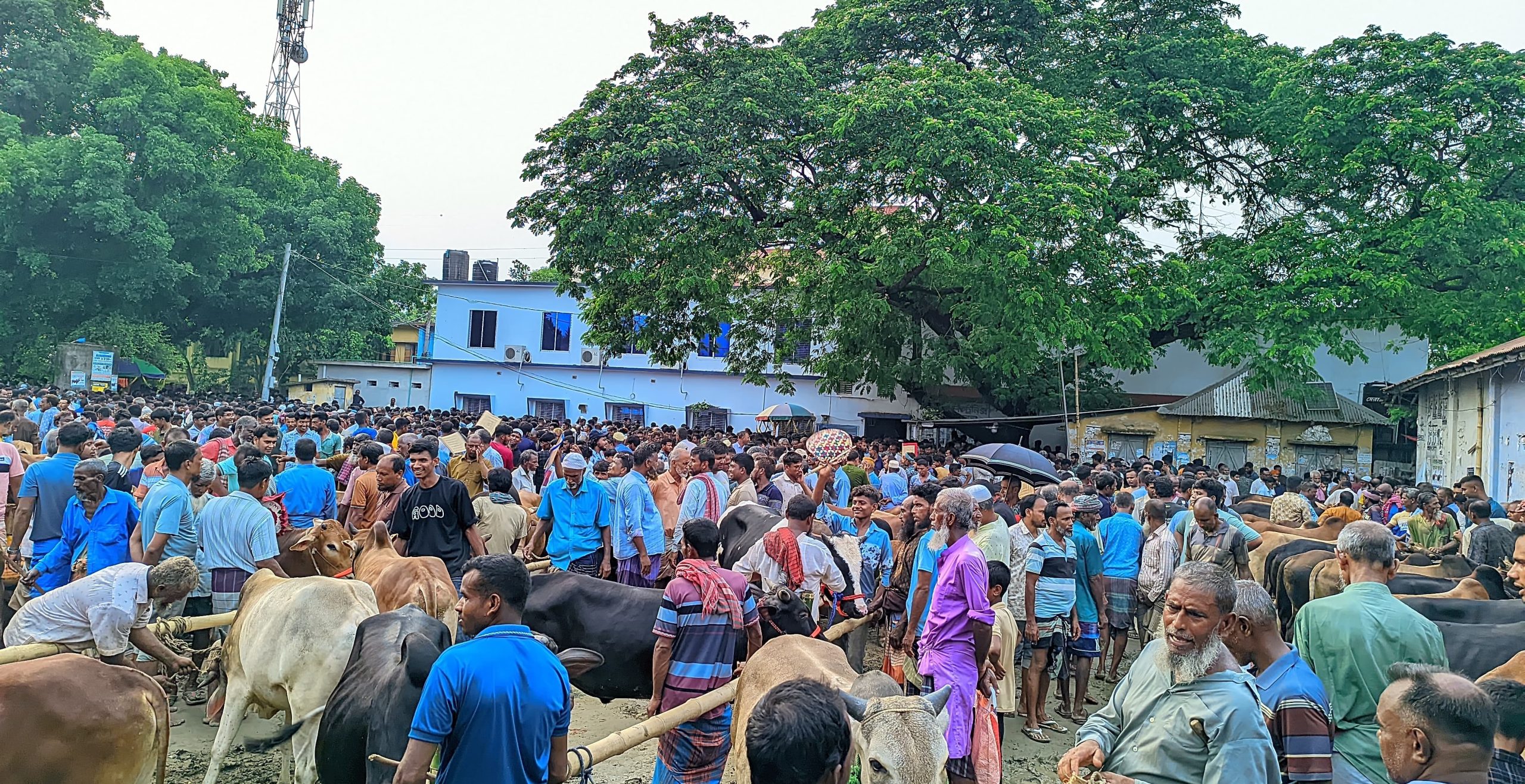 আত্রাইয়ে কোরবানির হাটে মানুষের ঢল, লাখ টাকার গরু ঘিরে জমজমাট বেচাকেনা