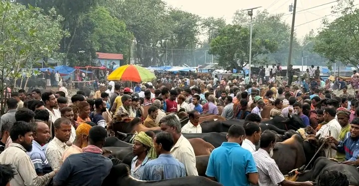 আত্রাইয়ে ঈদের শেষ হাটে কোরবানির হাটে মানুষের ঢল, লাখ টাকার গরু ঘিরে জমজমাট বেচাকেনা