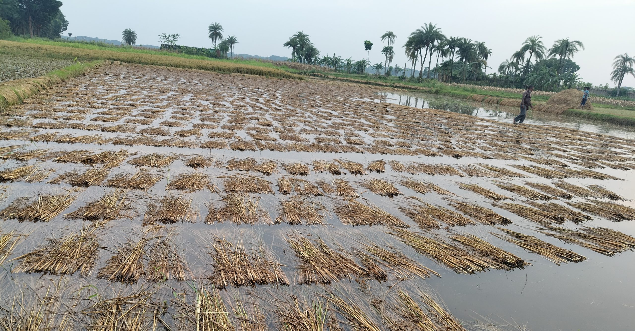 কালীগঞ্জে পানির নিচে কৃষকের ধান, হাসি এখন কান্নায় পরিণত হয়েছে