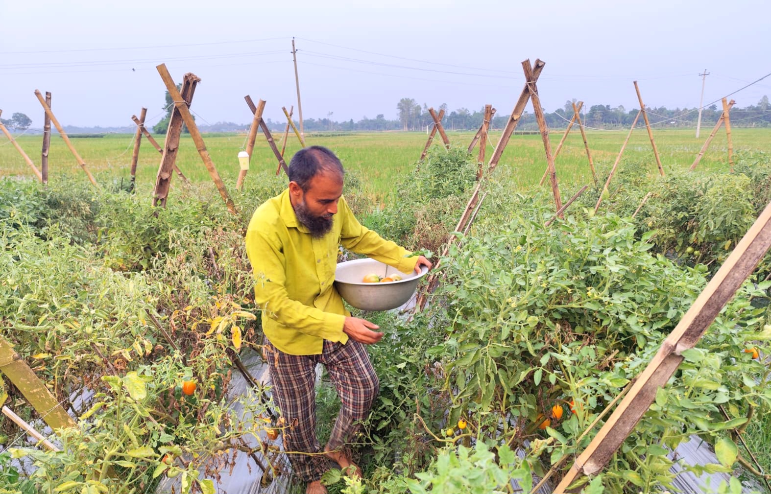 মালচিং পদ্ধতিতে টমেটো চাষ করে ভাগ্যবদল বদলগাছীর কৃষক জামিল কাজীর