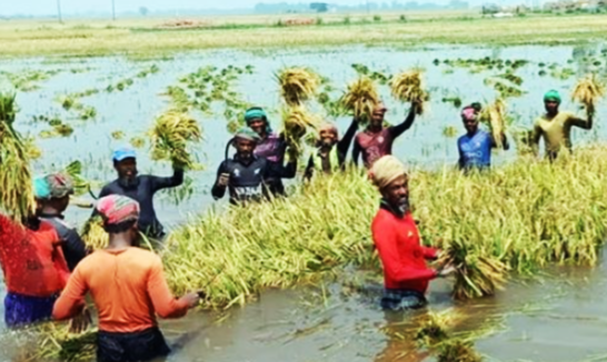 ইরি ধানের মৌসুমে কৃষকের স্বপ্ন আজ পানিবন্দি