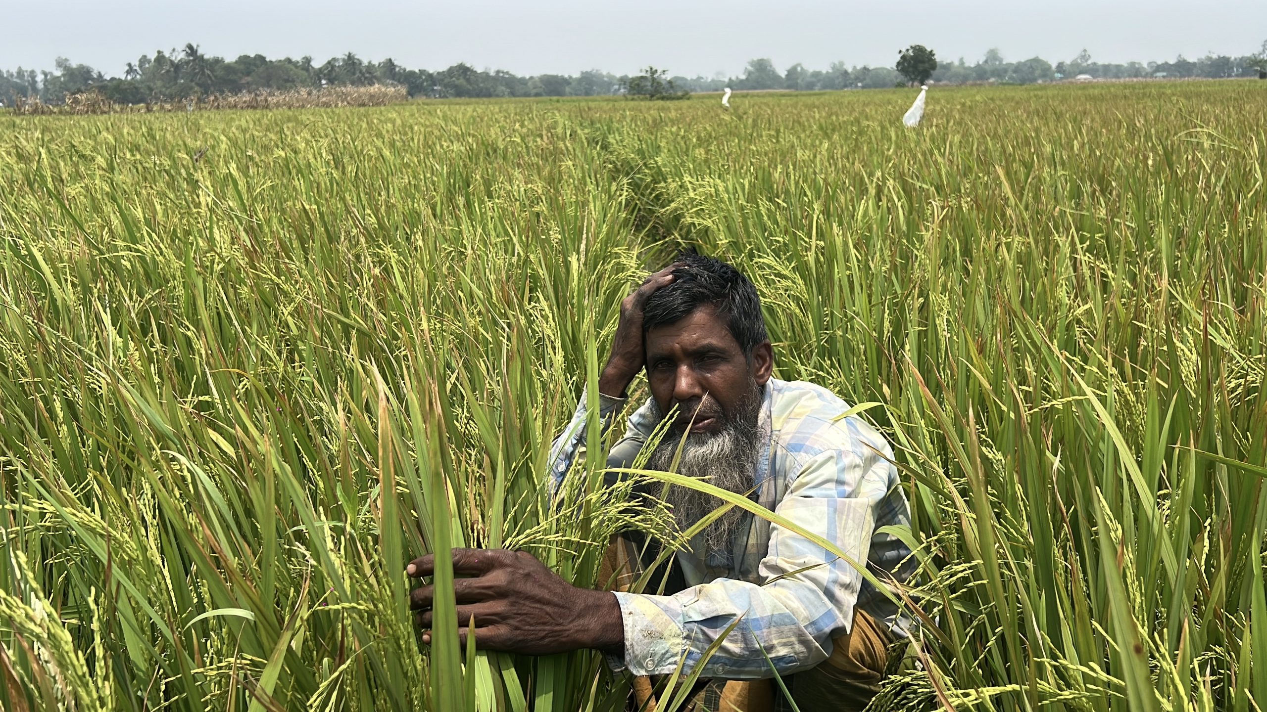 ধামরাইয়ে ইটভাটার গ্যাসে পুড়লো ২৫ হেক্টর জমির ধান