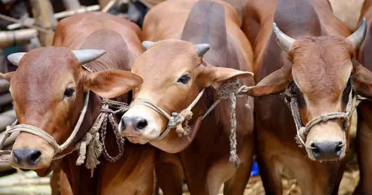 কুরবানির জন্য সুস্থ গরু চিনবেন যেভাবে