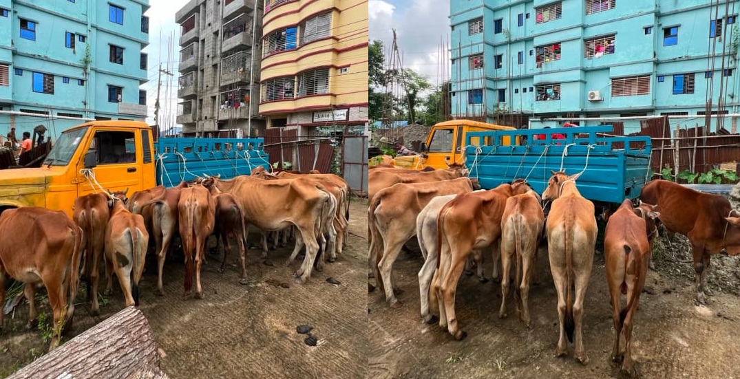 মিরসরাইয়ে শুল্ক ফাঁকি দিয়ে আনা ১৯টি ভারতীয় গরু জব্দ