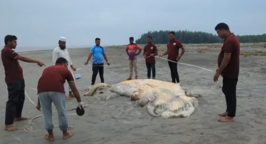 বঙ্গোপসাগর থেকে কুয়াকাটার তীরে ভেসে এলো মৃত তিমি
