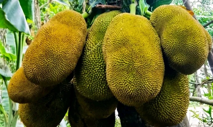 আত্রাইয়ে গাছে গাছে ঝুলছে জাতীয় ফল কাঁঠাল