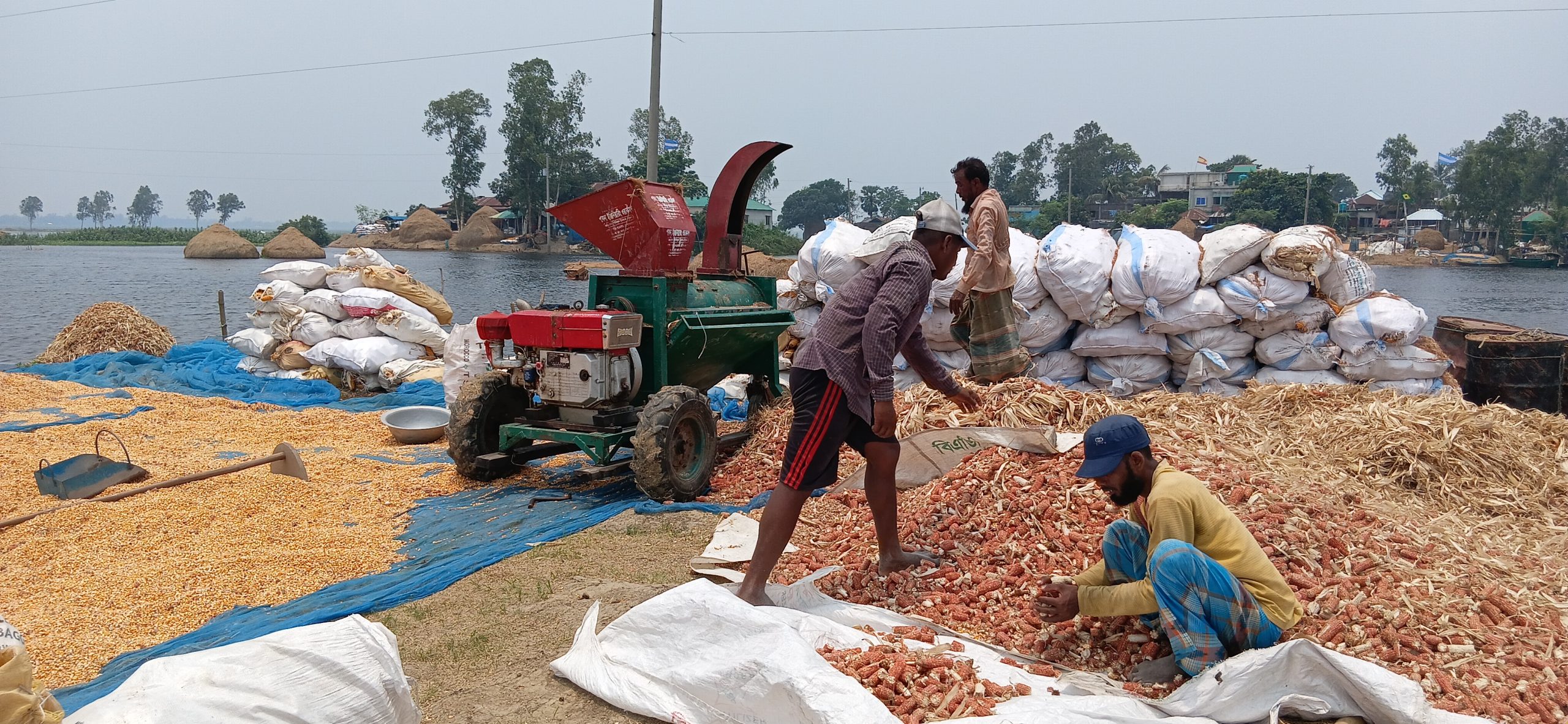 সিংড়ায় আকষ্মিক বন্যায় লোকশানে ভুট্টা চাষি