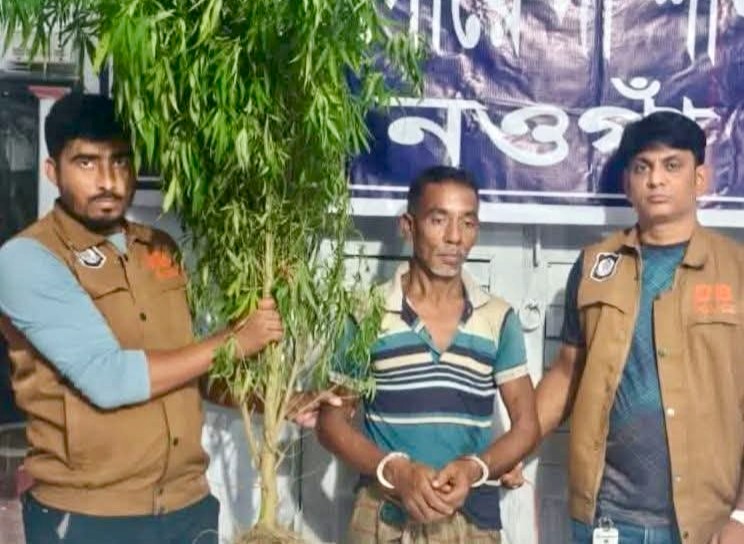 নওগাঁর মান্দায় গাঁজা গাছসহ গ্রেফতার- ১