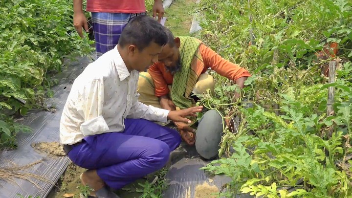 প্রতিবন্ধকতাকে জয় করে কৃষকের নির্ভরতার নাম মফিজ উদ্দিন