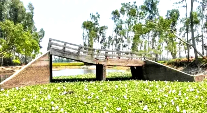 কুড়িগ্রামে দেবে যাওয়া ব্রিজ ১৩ বছর ধরে অচল, দুর্ভোগে বুড়াবুড়ী ইউনিয়নের হাজারো মানুষ