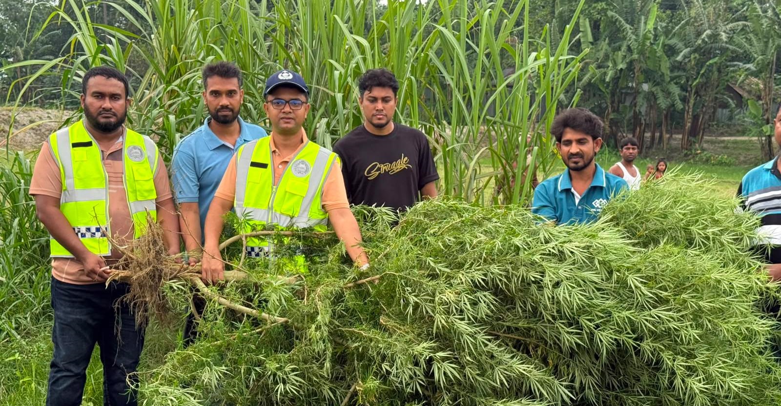 কুড়িগ্রামে মরিচ ক্ষেতে ১০ ফুট গাঁজা গাছ, পুলিশের অভিযানে জব্দ