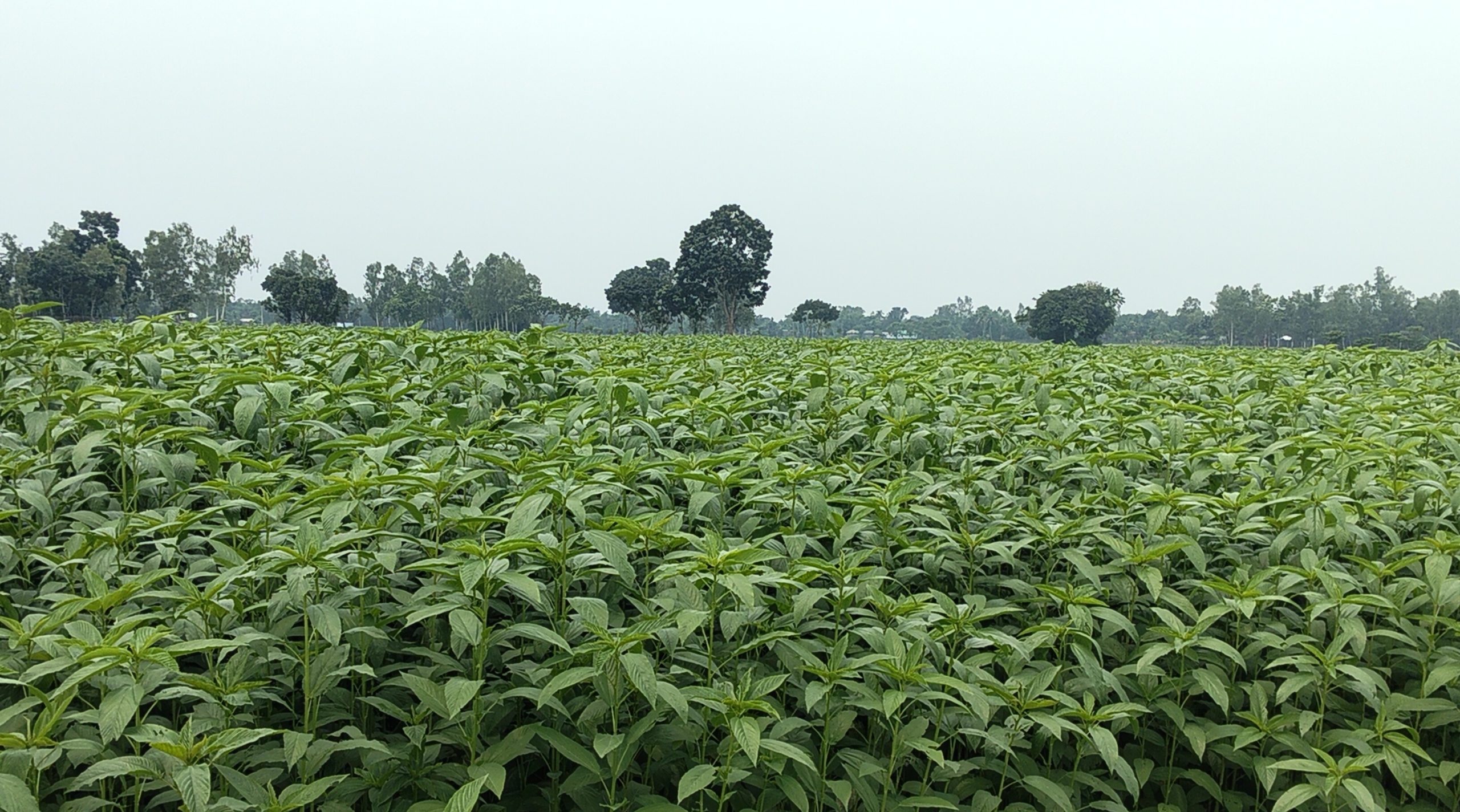 খানসামায় ১৬৭৫ হেক্টর জমিতে পাট চাষ, কৃষকের মুখে হাসি