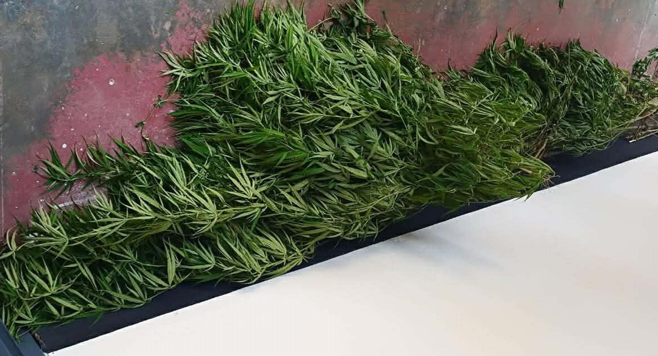 কালীগঞ্জে পানের বরজে গাঁজার চাষ আটক ১
