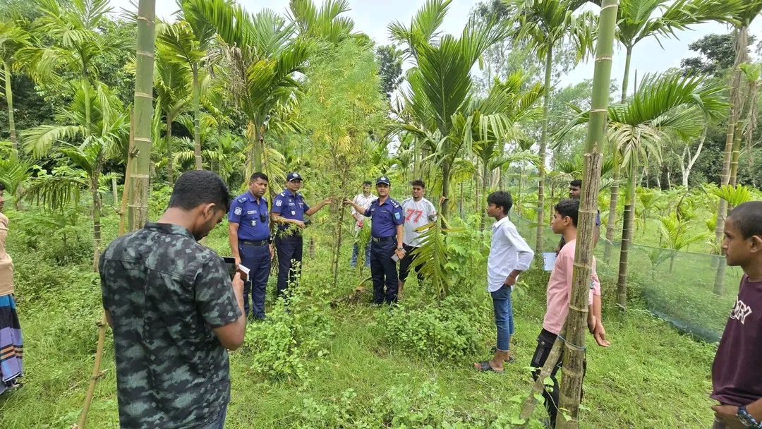 সুপারি বাগানে গাঁজা চাষ: ভূরুঙ্গামারীতে পুলিশের অভিযানে গাছ জব্দ