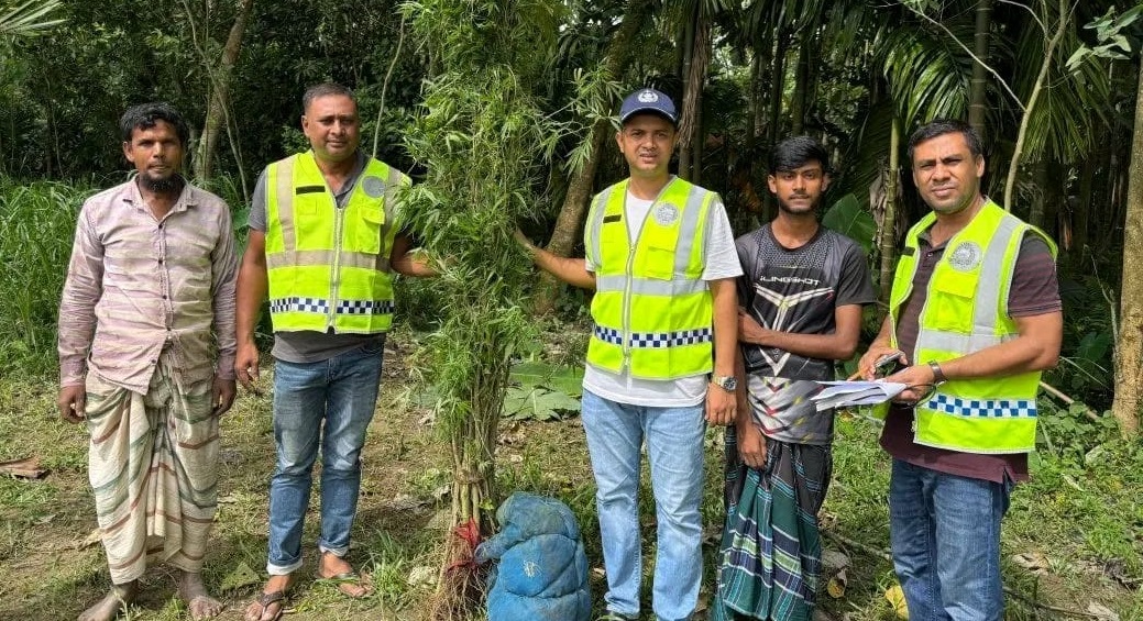কুড়িগ্রামে গ্রীনহাউজ পদ্ধতিতে গাঁজা চাষ: পুলিশের অভিযানে অর্ধশতাধিক গাছ উদ্ধার