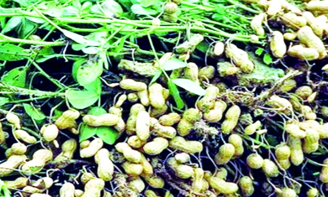 কুড়িগ্রামে বাদামের বাম্পার ফলন বৃষ্টিতে ক্ষতির মুখে শতাধিক কৃষক