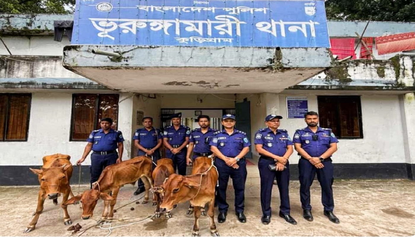 ভূরুঙ্গামারীতে মাদক ও চোরাচালানবিরোধী অভিযানে ৪ ভারতীয় গরু উদ্ধার, আটক ৫