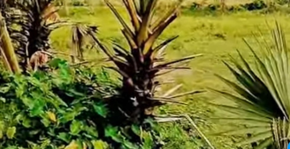 কালীগঞ্জে তাল গাছের পাতা কেটে সাবাড় করে দিচ্ছে