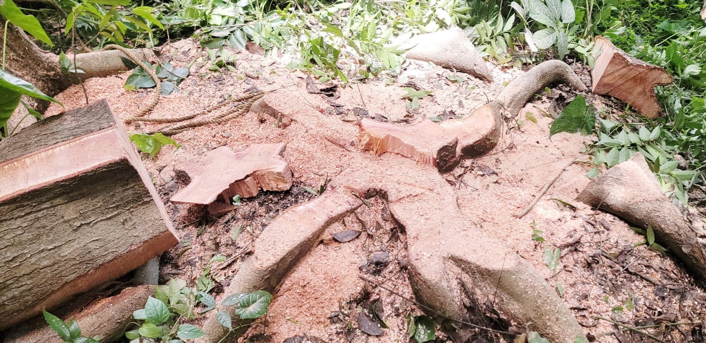 লোহাগড়ায় আদালতের নিষেধাজ্ঞা অমান্য করে গাছ কর্তন
