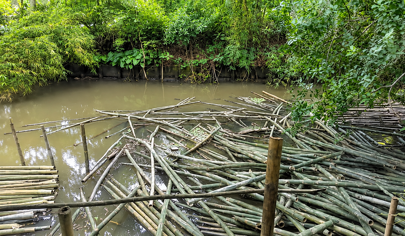 আগৈলঝাড়ায় খাল-সড়ক দখল করে বাঁশের ব্যবসা, দুর্গন্ধ বাড়ছে জনদুর্ভোগ