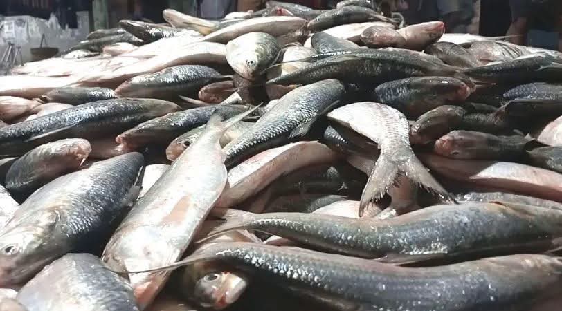 মেঘনার রুপালি ইলিশের দামে আকাশ-পাতাল পার্থক্য, নিয়ন্ত্রণ কার হাতে—প্রশ্ন স্থানীয়দের